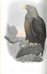 Ilustracja Haliaeetus albicilla (bielika)