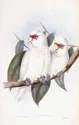 Kakadu długodzioba