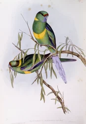Mallee ringneck (Platycercus lub Barnardius barnardi), Grawerowanie Johna Gould