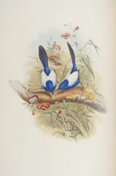 Malurus leuconotus, z „Ptaków Australii” Johna Goulda, 1840