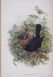 Merula Vulgaris, tablica z The Birds of Great Britain Johna Goulda, opublikowana w latach 1862-73 (litografia ręcznie kolorowana)