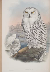 Nyctea Nivea, płyta z The Birds of Great Britain autorstwa Johna Goulda, wydana w latach 1862-73 (litografia ręcznie kolorowana)