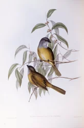 Świstak oliwny (Pachycephala olivacea), Grawerowanie Johna Gould