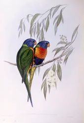 Lorysa ozdobna (Trichoglossus ornatus), Grawerowanie Johna Gould