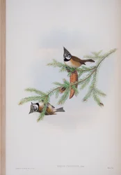 Parus Cristatus, płyta z The Birds of Great Britain autorstwa Johna Goulda, wydana w latach 1862-73 (litografia ręcznie kolorowana)