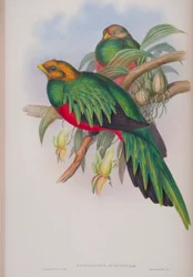 Pharomacrus Auriceps, tablica z The Birds of Great Britain Johna Goulda, opublikowana w latach 1862-73 (litografia ręcznie kolorowana)
