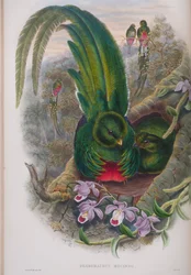 Pharomacrus Mocinno, płyta z The Birds of Great Britain autorstwa Johna Goulda, wydana 1862-73 (litografia ręcznie kolorowana)