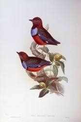 Pitta czerwonobrzucha (erythrogaster Pitta), Grawerowanie autorstwa Johna Gould