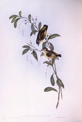 Pardalota czerwonobrązowa (Pardalotus rubricatus), rycina autorstwa Johna Goulda
