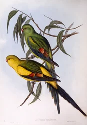 Papuga Regent (Polytelis anhopeplus), Grawerowanie autorstwa Johna Gould