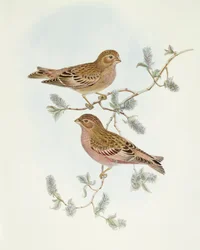 Zięba różowa (Erythrospiza incarnata), rycina Johna Goulda