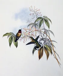 Koliber rubinobrody (Archilochus colubris), grawerowanie z monografii Trochilidae lub kolibrów (1849-1861), John Gould (1804-1881), Wielka Brytania