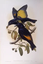 Altana satynowa (Ptilonorhynchus violaceus), Grawerowanie Johna Gould