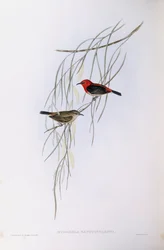 Szkarłatna myzomela (Myzomela sanguinolenta), Grawerowanie autorstwa Johna Gould