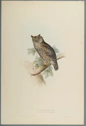 Scops Aldrovandi - Scops Eared Owl (kolor lito na papierze tkanym)