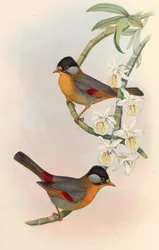 Mesia srebrnoucha (Leiothrix srebrzystoucha) Leiothrix argentauris (Hodgson)