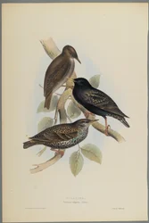 Sturnus Vulgaris - Starling (kolor lito na papierze tkanym)