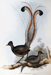 Lirogon wspaniały (Menura superba)