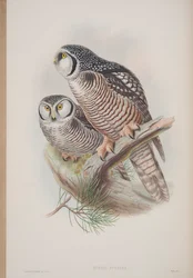 Surnia Funerea, płyta z The Birds of Great Britain autorstwa Johna Goulda, wydana w latach 1862-73 (litografia ręcznie kolorowana)