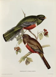 Trogon obrożny z „Tropikalnych ptaków”, XIX wiek