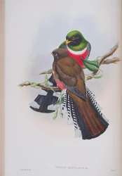 Trogon Mexicanus, płyta z The Birds of Great Britain autorstwa Johna Goulda, wydana w latach 1862-73 (litografia ręcznie kolorowana)