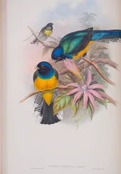 Trogon Ramonana, płyta z The Birds of Great Britain autorstwa Johna Goulda, wydana w latach 1862-73 (litografia ręcznie kolorowana)