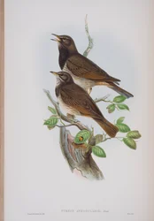Turdis Atrogularis, płyta z The Birds of Great Britain autorstwa Johna Goulda, wydana w latach 1862-73 (litografia ręcznie kolorowana)