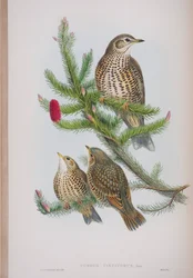 Turdus Viscivorus, płyta z The Birds of Great Britain autorstwa Johna Goulda, wydana w latach 1862-73 (litografia ręcznie kolorowana)