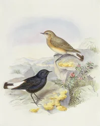 Ziarno pszenicy (Oenanthe picata), Grawerowanie Johna Gould