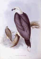 Orzeł bielik (Haliaeetus leucogaster), rycina autorstwa Johna Goulda