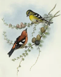 Krzyżodziób białoskrzydły (Loxia leucoptera), Grawerowanie Johna Gould