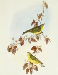 Lasówka (Phylloscopus sibilatrix), Grawerowanie John Gould