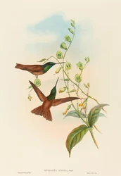 Diphogena aurora (Tęcza Goulda)
