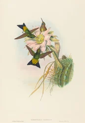 Świecąca Puff-Leg (Świecąca Puff-Leg)