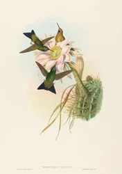 Świecąca Puff-Leg (Świecąca Puff-Leg)