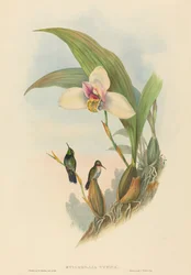 Myiabeillia typica (Koliber Abeille