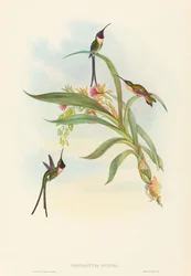 Tharmastura enicura (smukły nożycoogon)