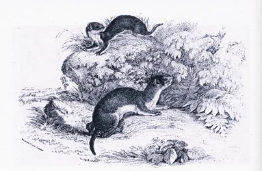 Studies of Badgers, Nature in Britain, wydane przez Collins