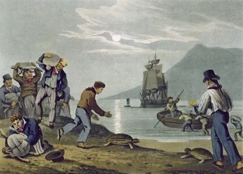Turtle Catching on Land, grawerowane przez Matthew Dubourga (fl.1785-1820), opublikowane przez Edwarda Orme, 1813