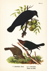 wrona amerykańska , Corvus brachyrhynchos 1 i kowboj brązowogłowy , Molothrus ater , samica 2 i samiec 3