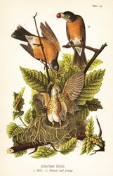 Rudzik amerykański, Turdus migratorius, samiec 1, samica 2 i młode w gnieździe