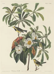 Pokrzewka Bachmana