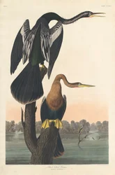 Czarnobrzuchy Darter