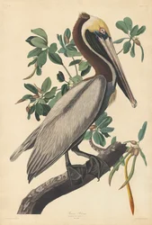 Pelikan brunatny