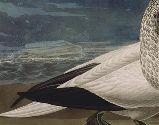 Gannets, z „Birds of America”, sztychowane przez Roberta Havella (1793-1878) opublikowane 1836 (kolorowa rycina) (detal z 195118)