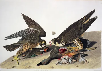 Jastrząb wielkodzioby, z "Birds of America", grawerowany przez Roberta Havella (1793-1878) (kolorowa rycina)