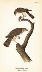 Jastrząb ostro goleń, Accipiter striatus, samiec z ofiarą 1, samica 2