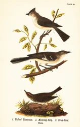 Sikora czernica, Baeolophus bicolor, przedrzeźniacz północny, Mimus polyglottos i ptak garbaty, Seiurus aurocapilla