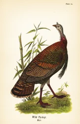 Dziki indyk, Meleagris gallopavo, samiec