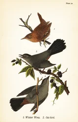 Strzyżyk ozimy, Troglodytes hiemalis 1 i kocic szary, Dumetella carolinensis cat-bird 2